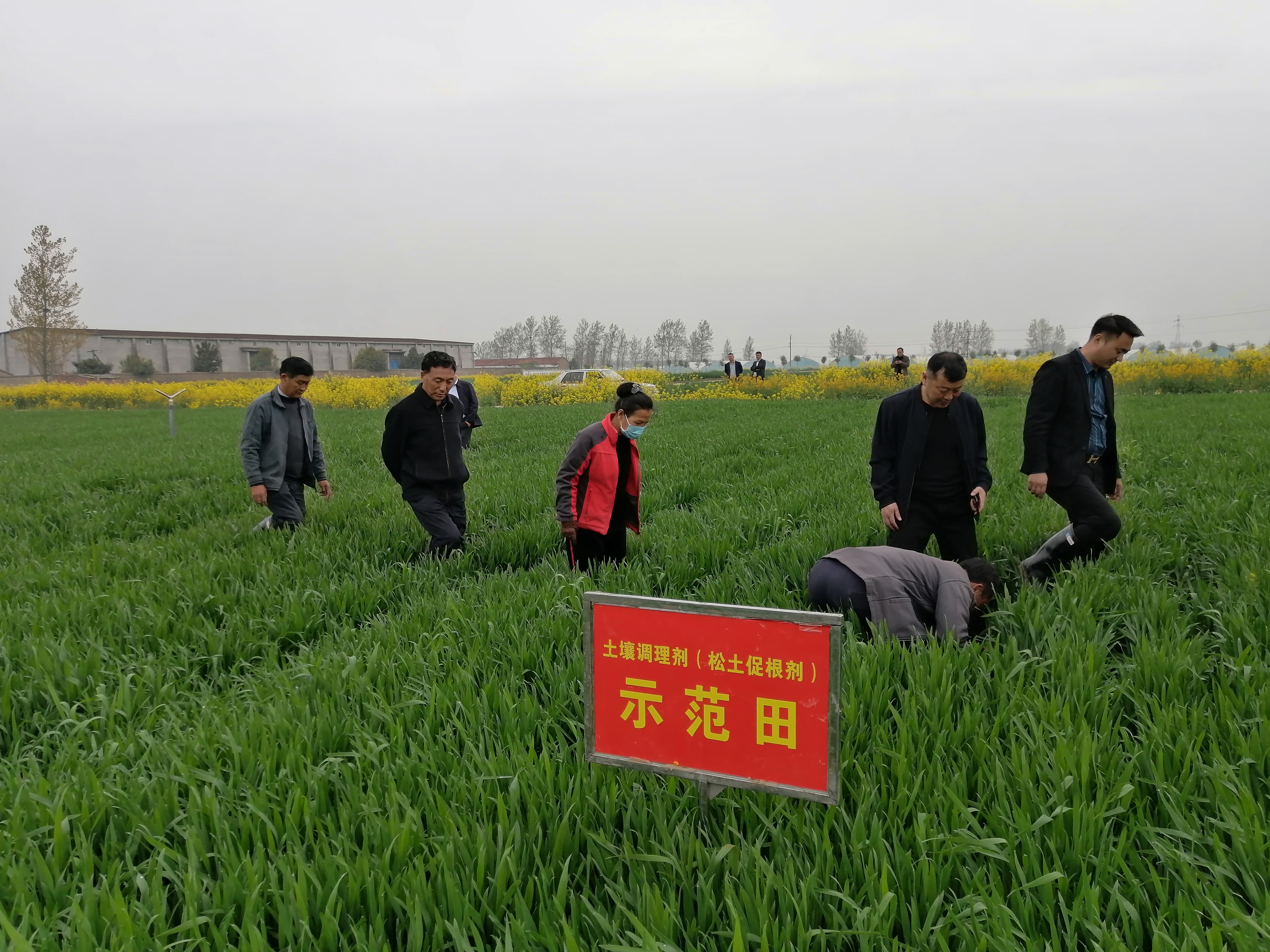 <b>实地调研永城高标准农田应用松土促根土壤改良技术效果</b>