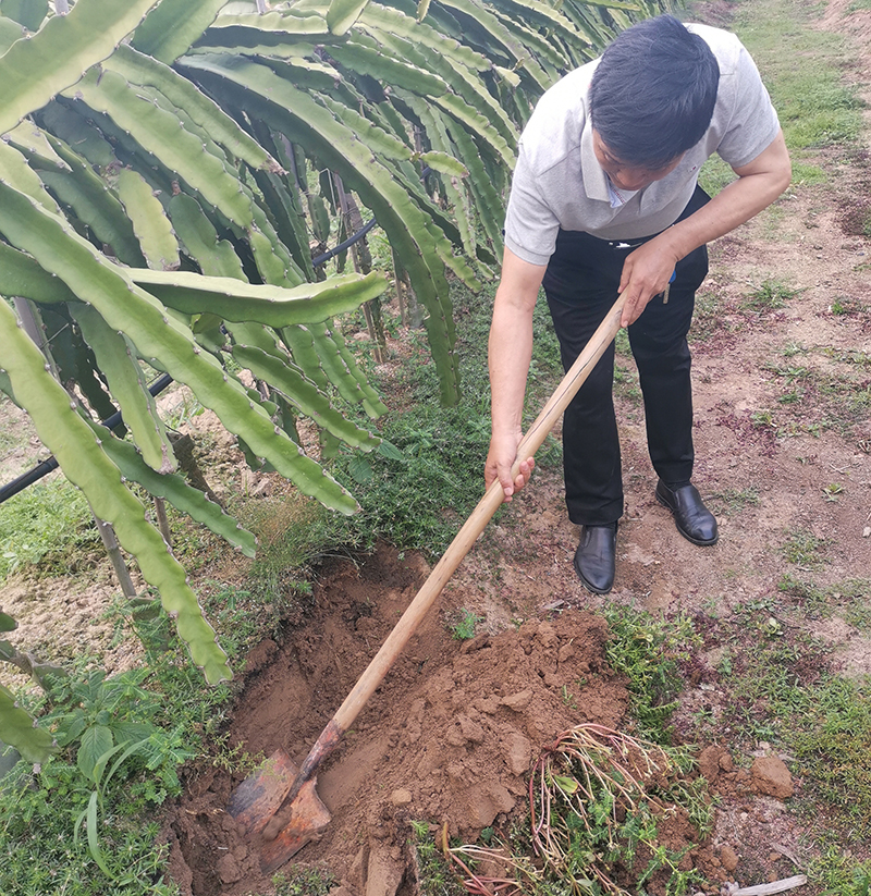 <b>专家组一行赴海南，就经济作物应用松土促根土壤改良技术进行调查</b>