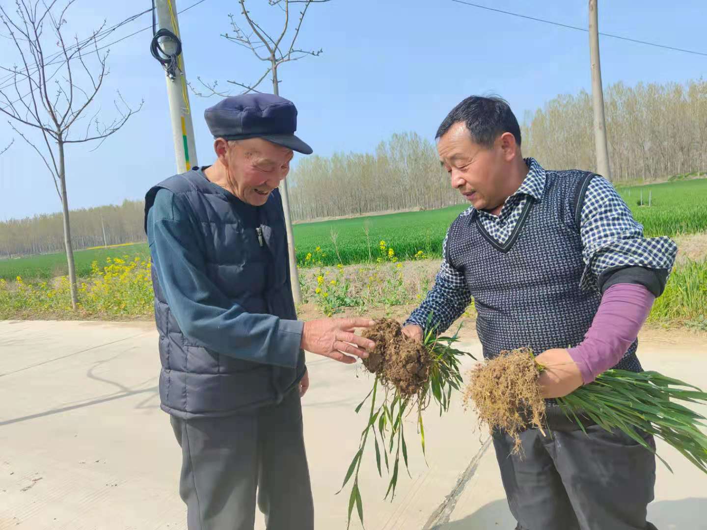 <b>听农民伯伯讲松土促根技术！</b>