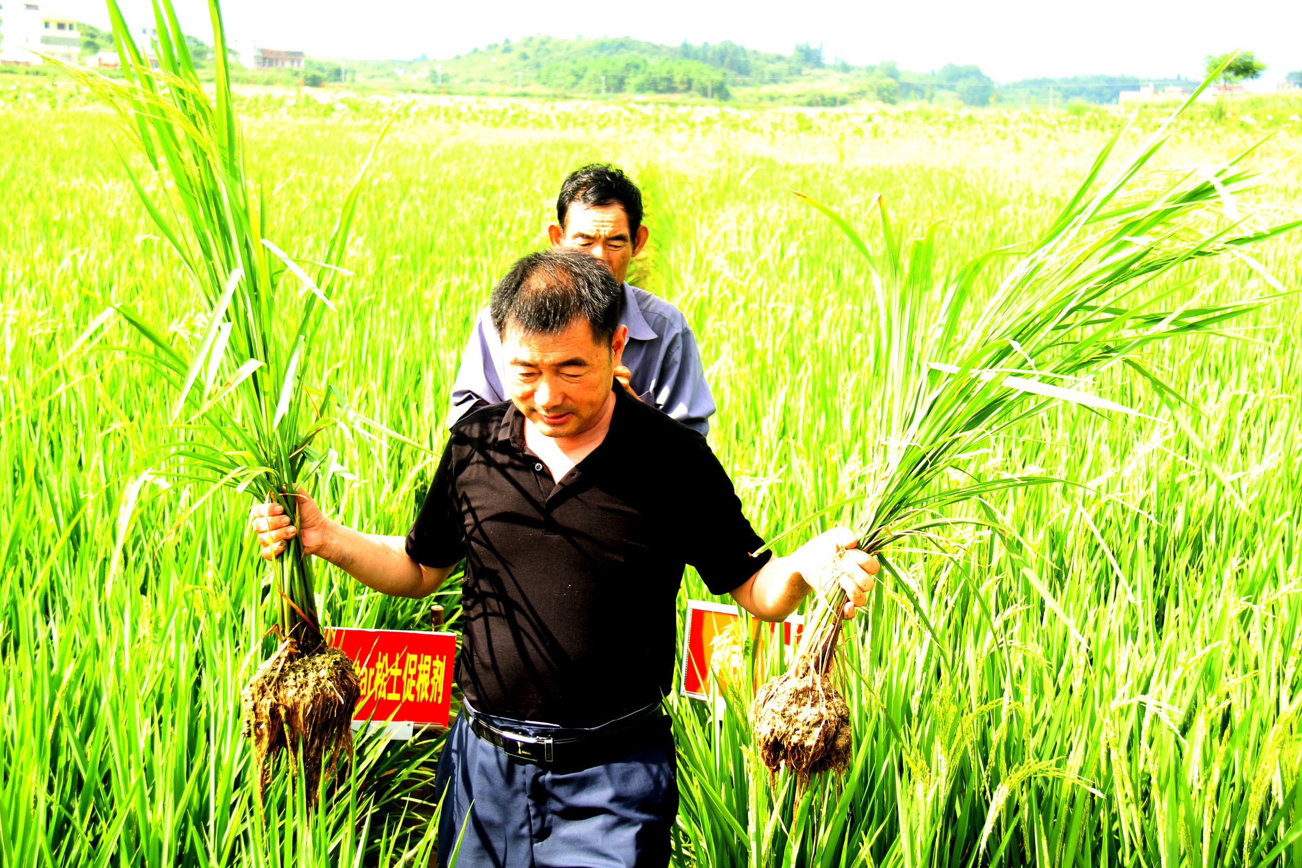 <b>走好粮食生产下半程</b>