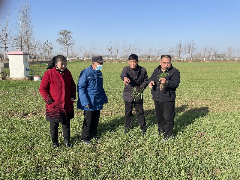 民权县小麦应用土壤调理剂示范田苗期情况观察